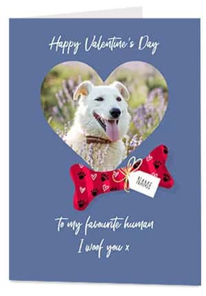 Valentine's Day Cards for Pets