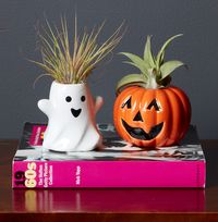 Tap to view Halloween Plant Duo