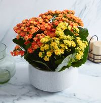 Tap to view Autumn Kalanchoe Bowl