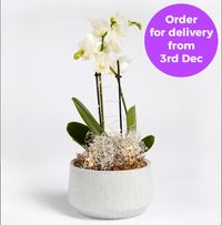 Tap to view Orchid Arrangement