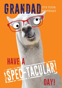 Tap to view Grandad Spec-tacular Birthday Llama Card