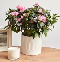 Tap to view Pink Azalea in Ceramic