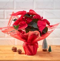 Tap to view Gift Wrapped Poinsettia