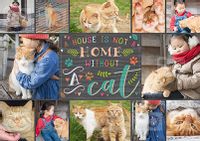 Tap to view Not A Home Without A Cat Photo Poster