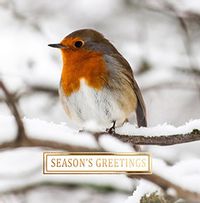Tap to view Season's Greetings Robin Christmas Card